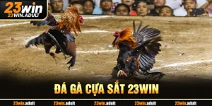 Đá Gà Cựa Sắt ku19 bet - Trải Nghiệm Thắng Lớn Mỗi Ngày